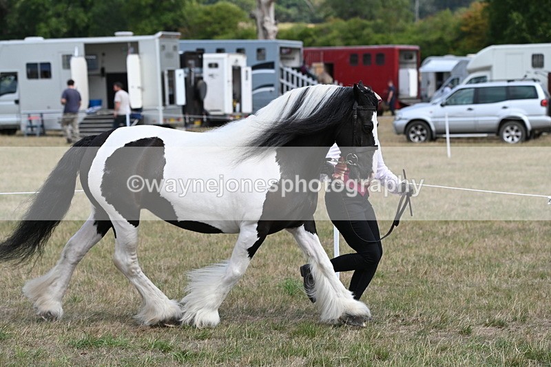 WJ6_6519 - Class 20 In-hand Cob