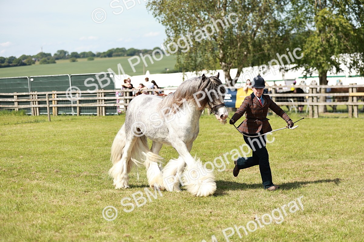 SBM_08577 - Class 63-65 - Traditional Gypsy Cobs In Hand & Ridden