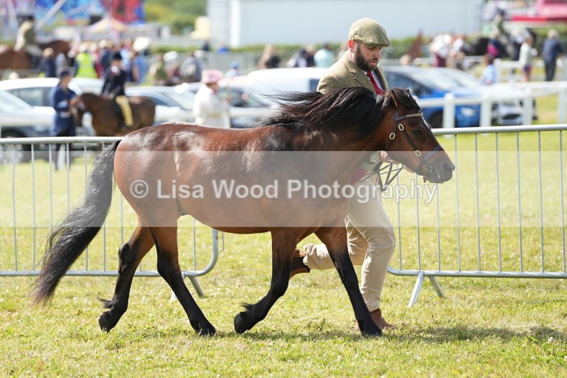 DSC05505 - Class 50: NPS M&M 4 years and over Small Breeds
