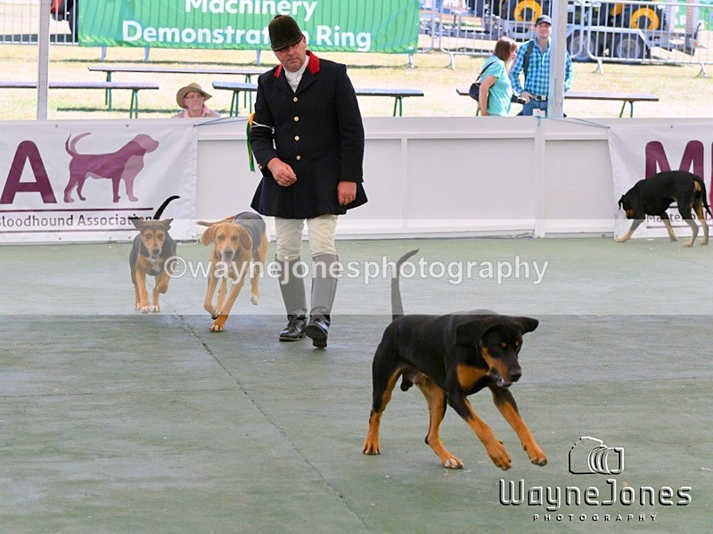 WJ5_0752 - Berks & Bucks at the Great Yorkshire Show 2025