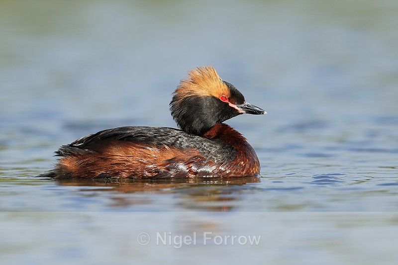 Slavonian or Horned Grebe, Iceland - Slavonian Grebe