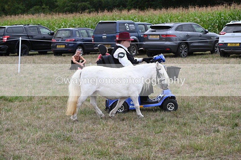 WJ6_6048 - Class 19 In-hand Veterans (Uploaded correct folder)