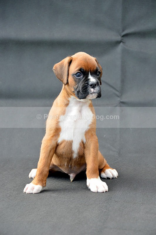  - Boxers