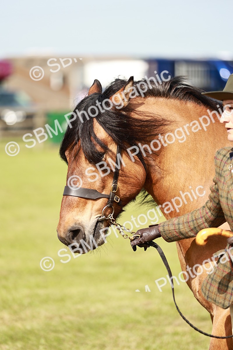SBM_00834 - Class 14-23 - Mountain & Moorland In Hand Non Welsh