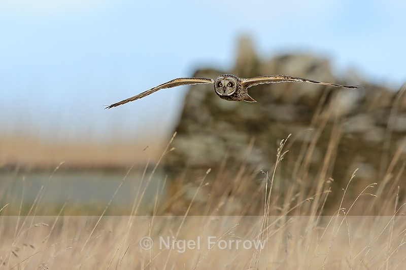 Short-eared Owl glides low, Hawling, Gloucestershire - Short-eared Owl