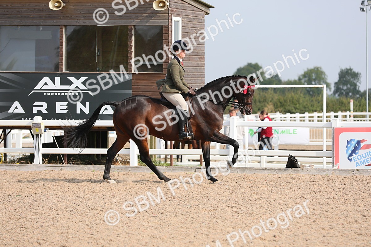SBM_11387 - Class 305 Ridden Foreign Breeds- Pure Bred