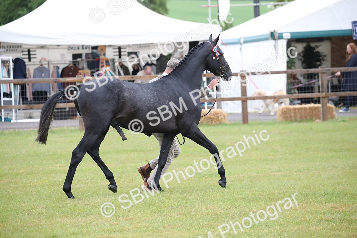 SBM_00241 - Class 17-20 - Arab & Part Bred - Anglo Arab In Hand