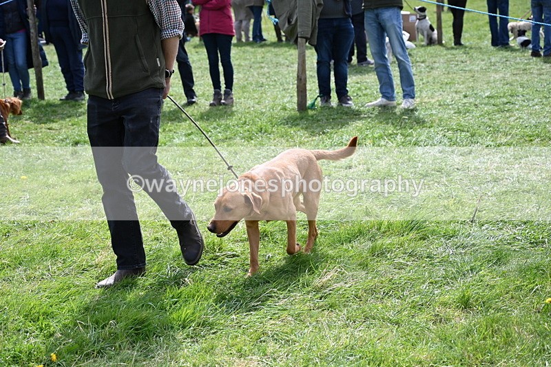 WJ6_8951 - Class 8 Best Working / Gun Dog or Bitch