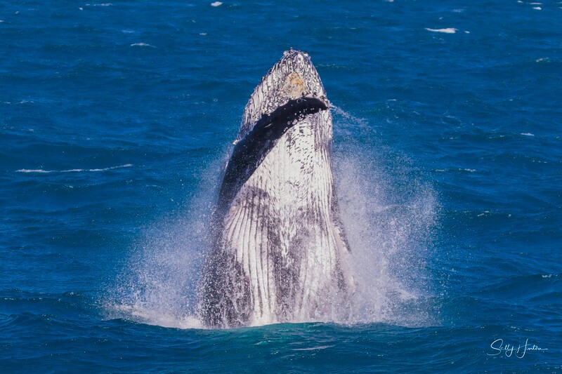 0A3A4727 - 2024 Hervey Bay Whales