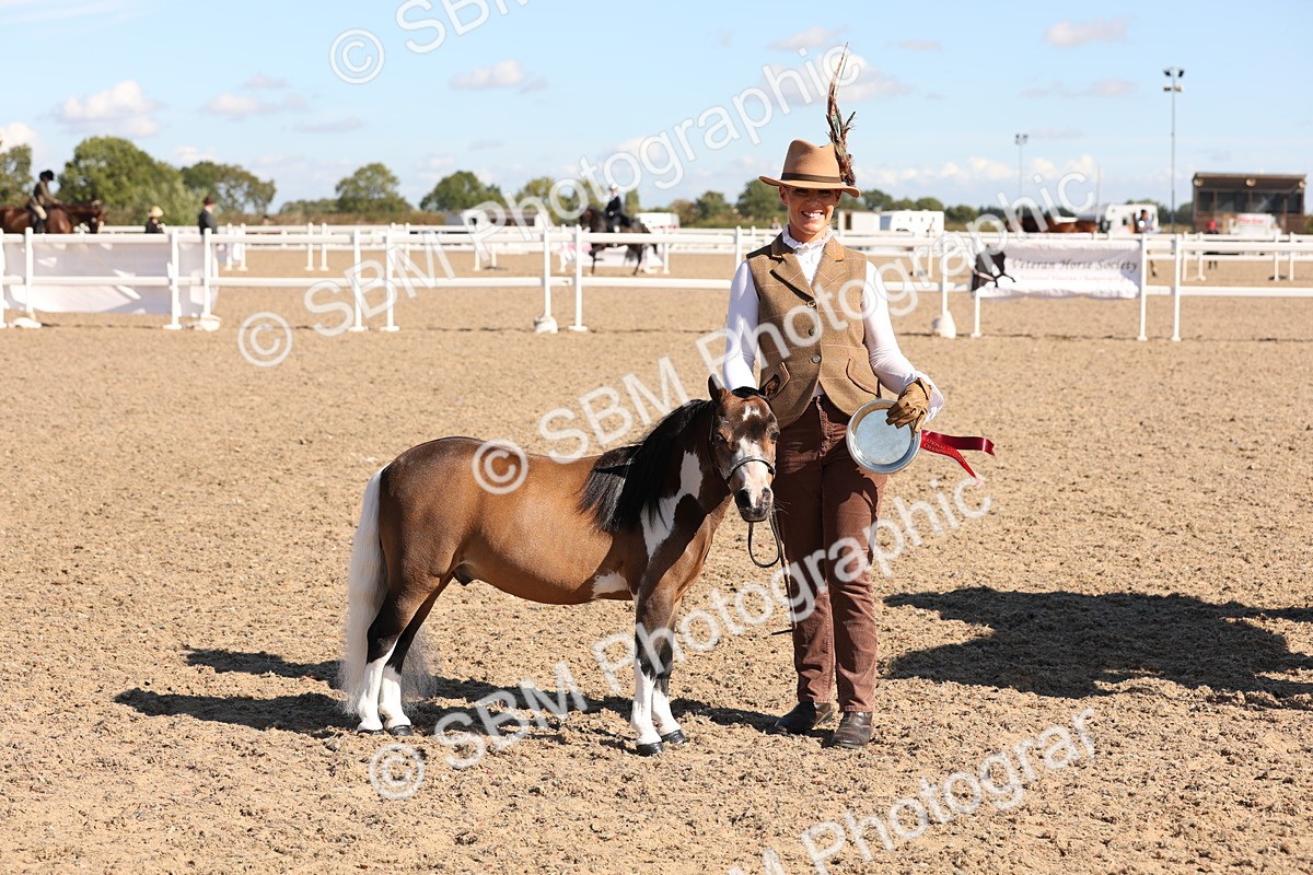 SBM_12963 - Class 206 - IH Non Show Type Pony