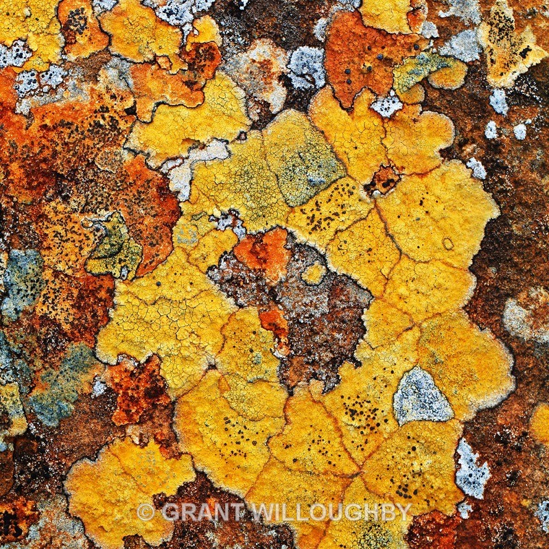  - Detail in the land