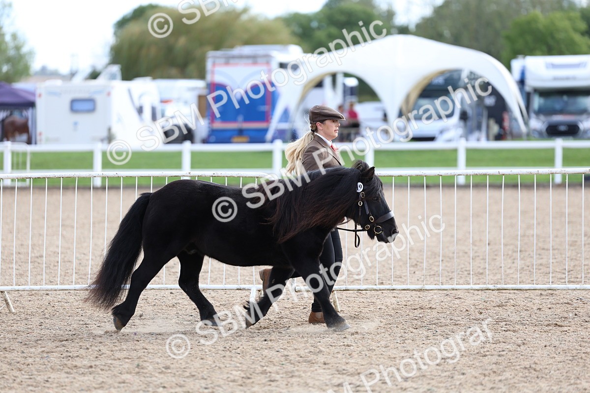 SBM_18702 - Class 317 - IH Pure Bred Horse-Pony
