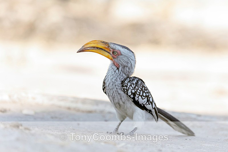 Southern Yellow-billed Hornbill - Botswana ~ Birds