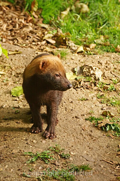Bush Dogs - Other Wildlife Species