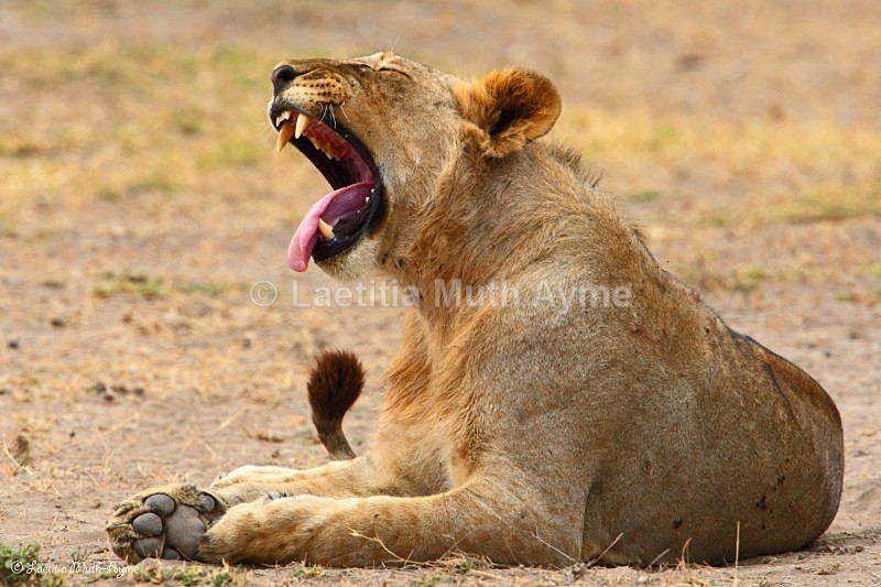 _84Y1042 Amboseli - Lions
