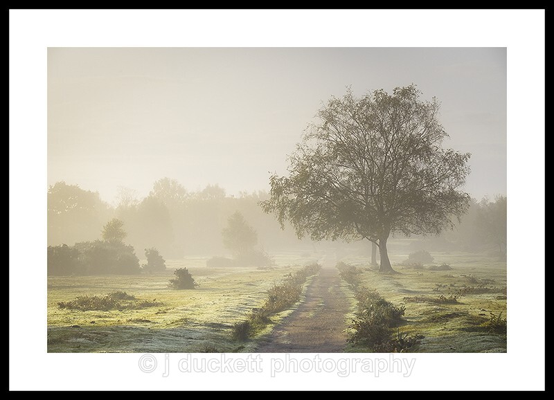  - New Forest misty morning