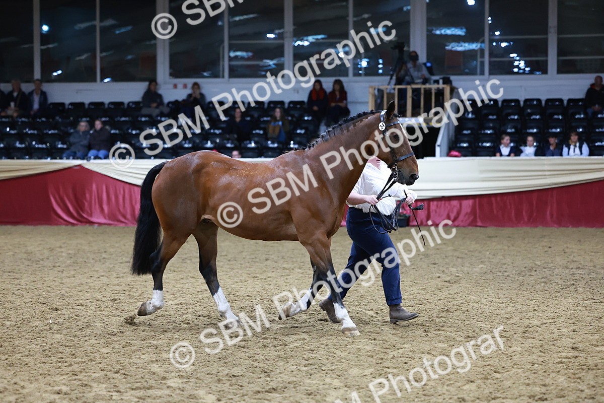 SBM_20494 - Class G - IH Large (over 148cm)Champ