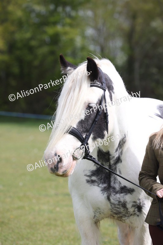 20260426-3338 - Class 27 - Coloured Horses and Ponies