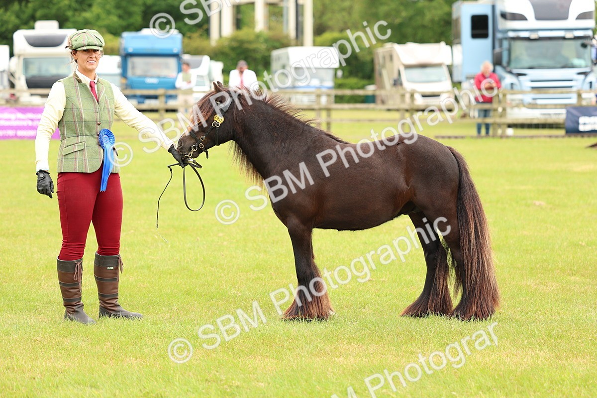 SBM_06312 - Class 39-41 TGCA In Hand and Ridden