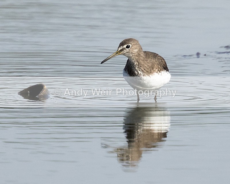20150919-8E0A1209 - Other Waders