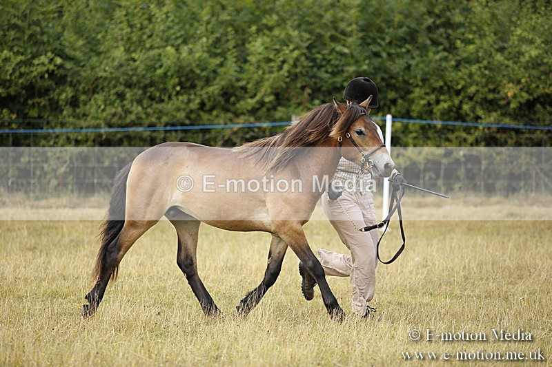 _C7A9589 - BVRC Sow 2018 Ring 2