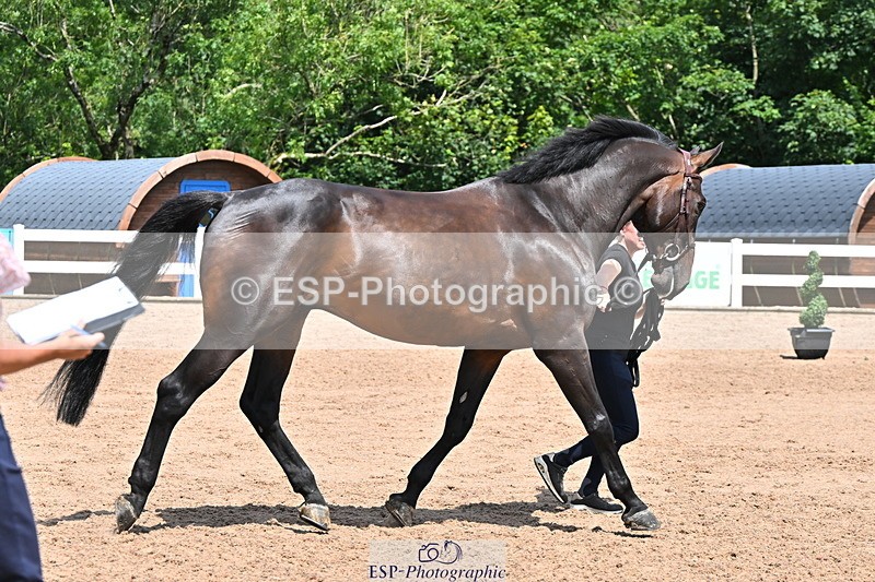 240718A-105300-01433 - Trot Up 12pm to 1pm