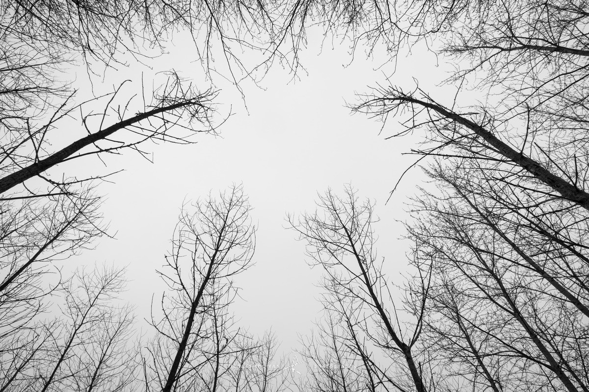 Marching up - Mono Mist Trees
