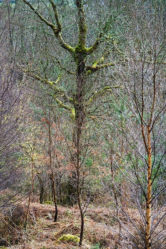 New Spring shoots - Mood and mist with some lumen added
