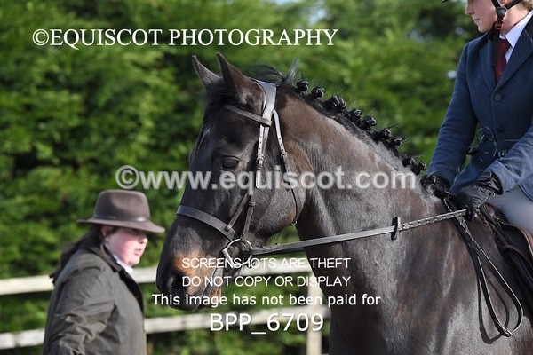 BPP_6709 - RING 1  (RIDDEN HORSES / IN HAND / VETERAN ETC)