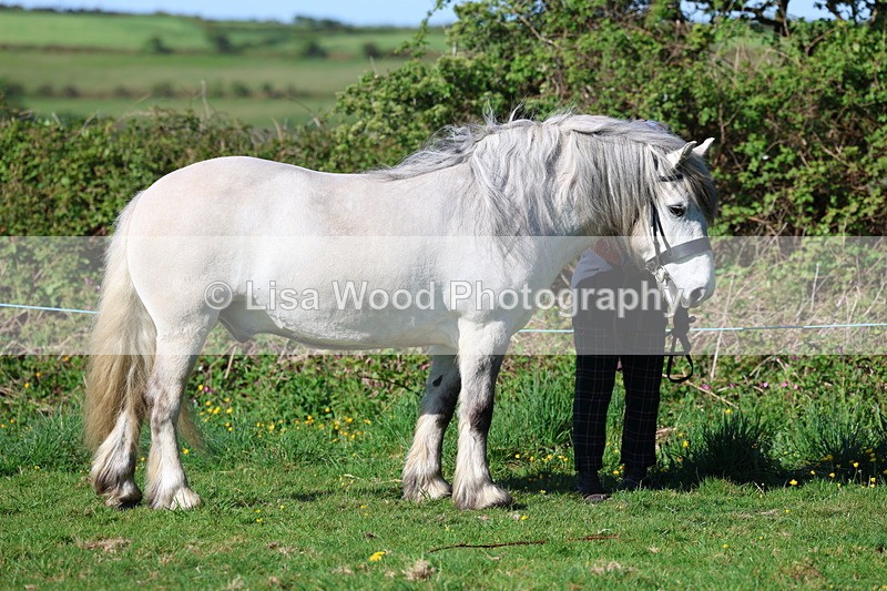 3E7A8526 - Class 13: M & M Large Breeds