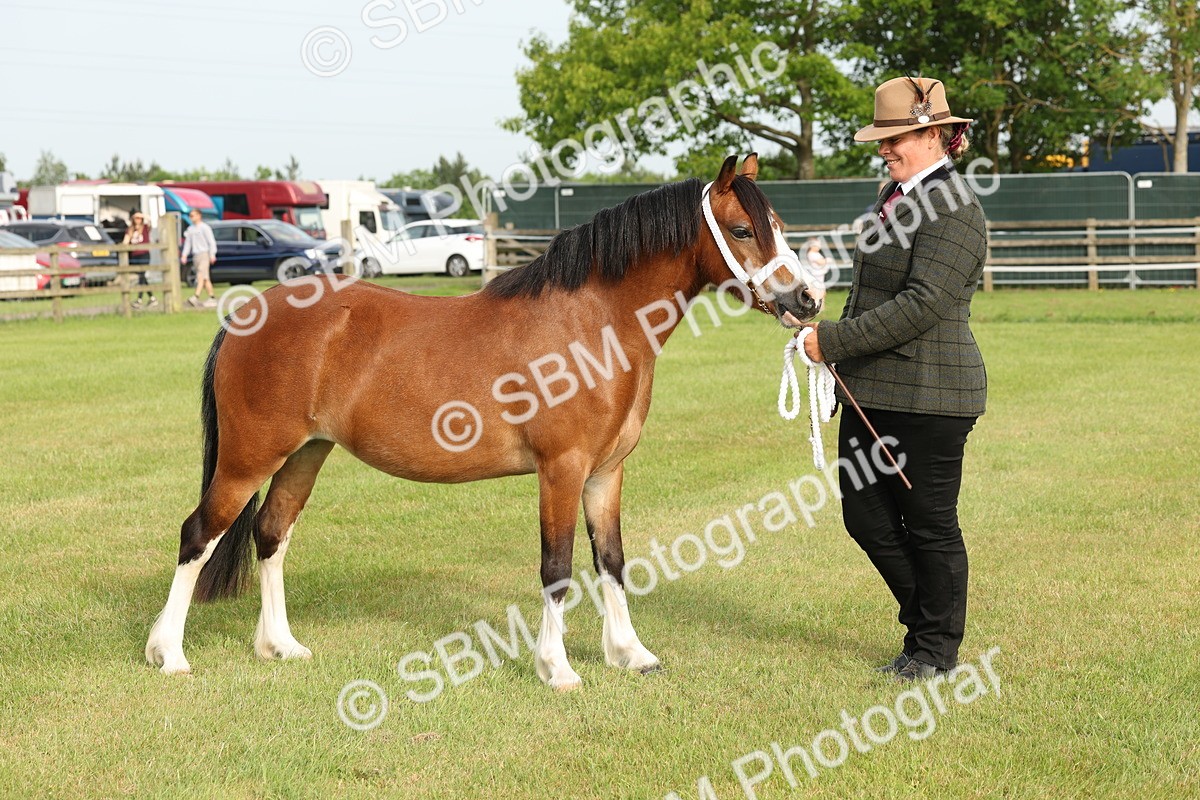 SBM_00420 - Class 6-13 - Mountatin and Moorland In Hand Welsh Breeds