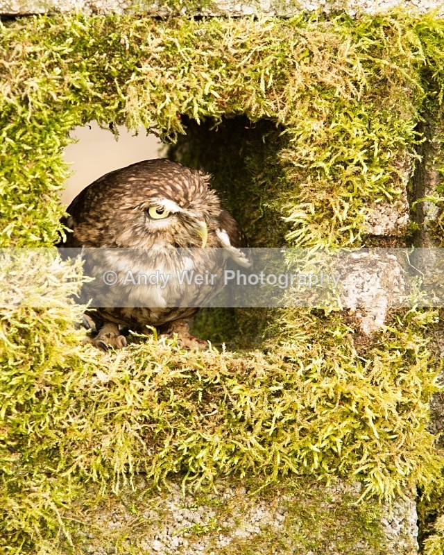 20110312-IMG_2155 - Little Owl