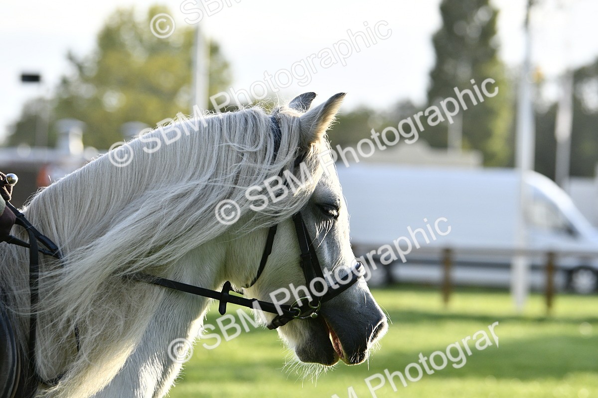 SBM_35392 - S30 - Nursery Stakes Working Hunter Pony