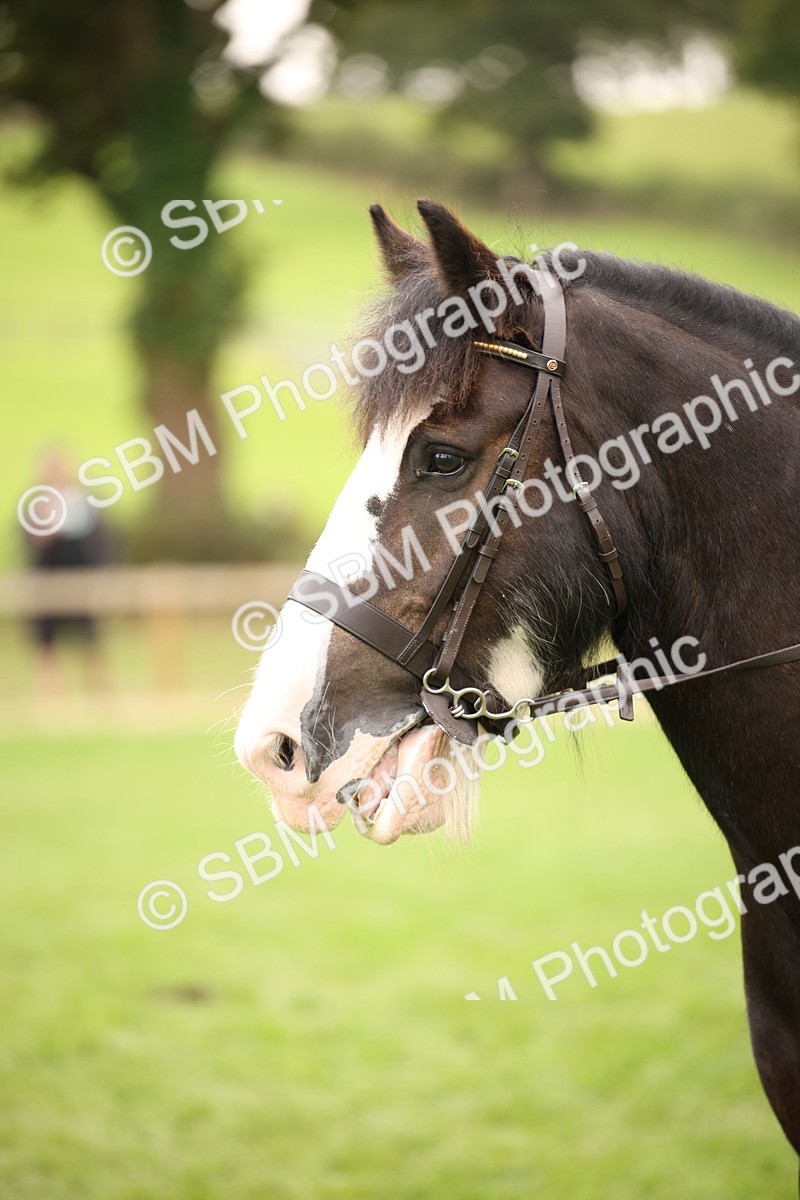 SBM_73487 - S68 - Traditional Cob Ridden
