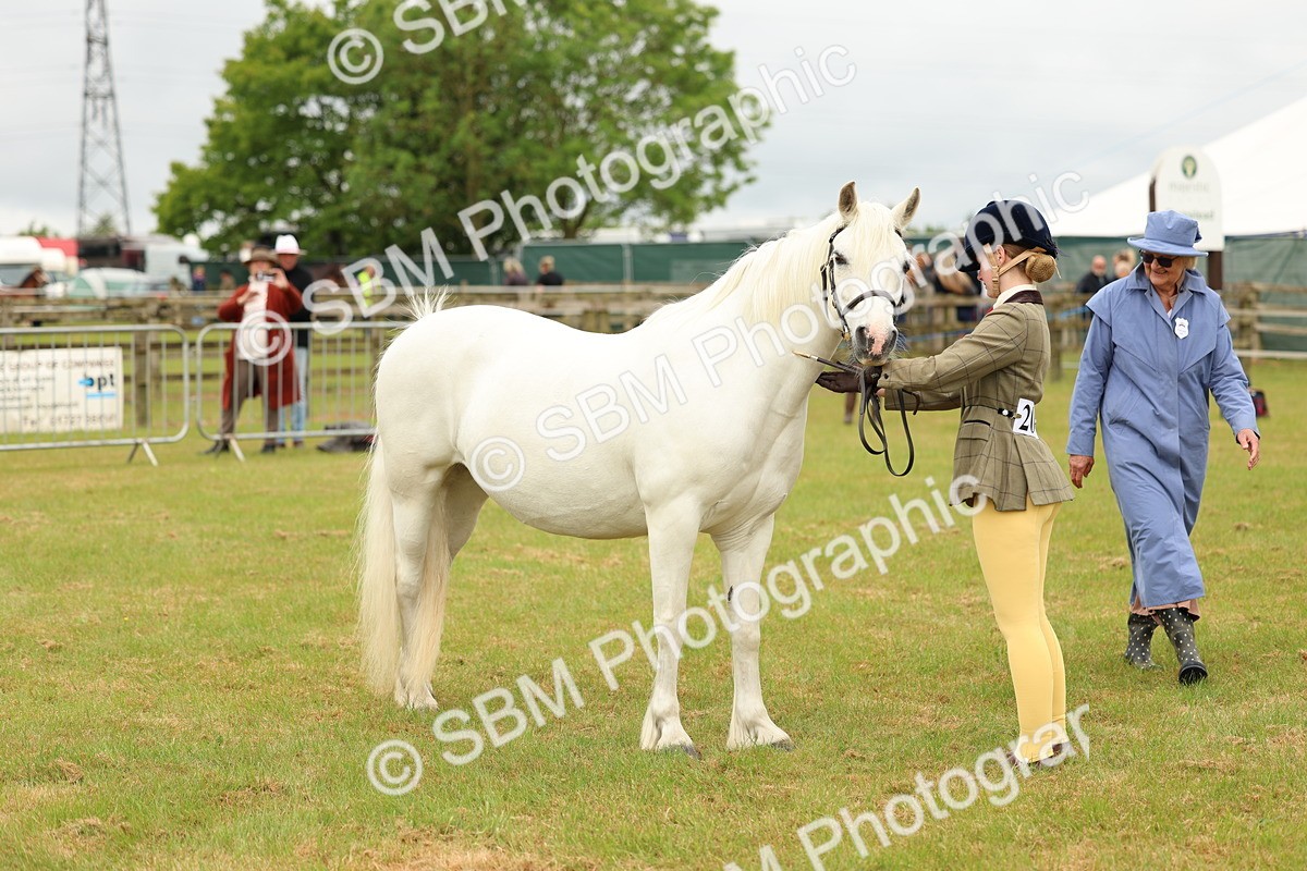 SBM_04210 - Class 64-67 - Shetland Pony In Hand