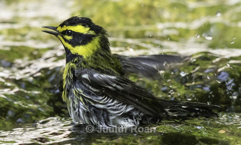 Townsend's Warbler - Backyard Bathing Birds