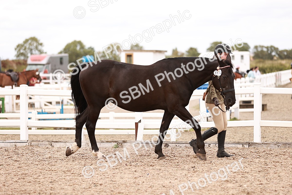 SBM_16887 - Class 415 - Horse-Pony Judge would most like to take home