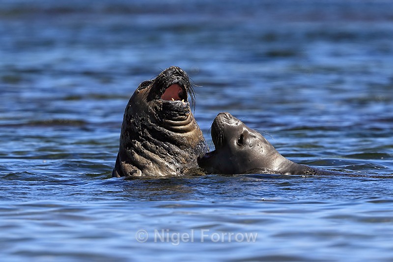Elephant Seal confrontation in sea, Carcass Island, Falklands - Seal
