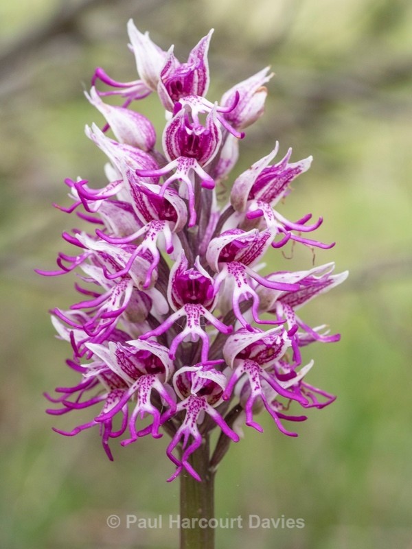 Monkey Orchid (Orchis simia) - Wild Orchids - 2