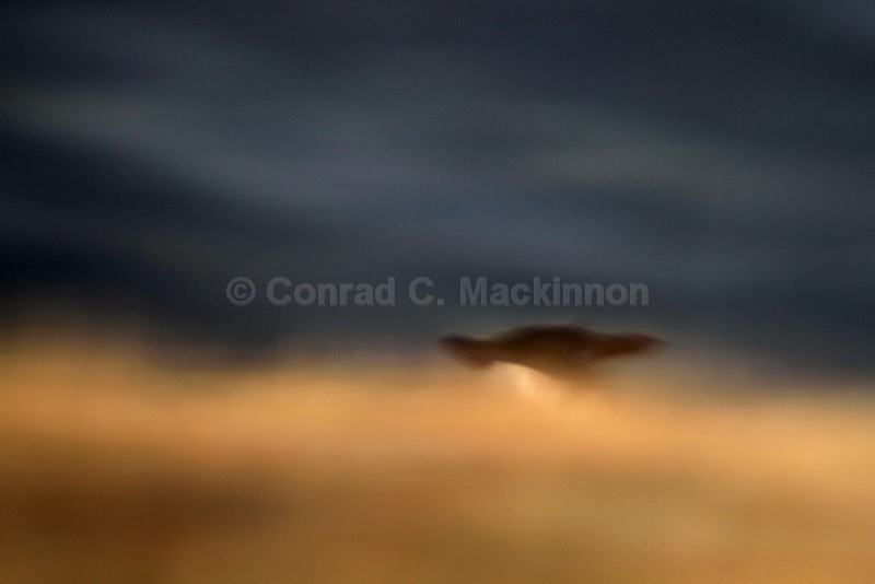 Red Grouse - Abstract