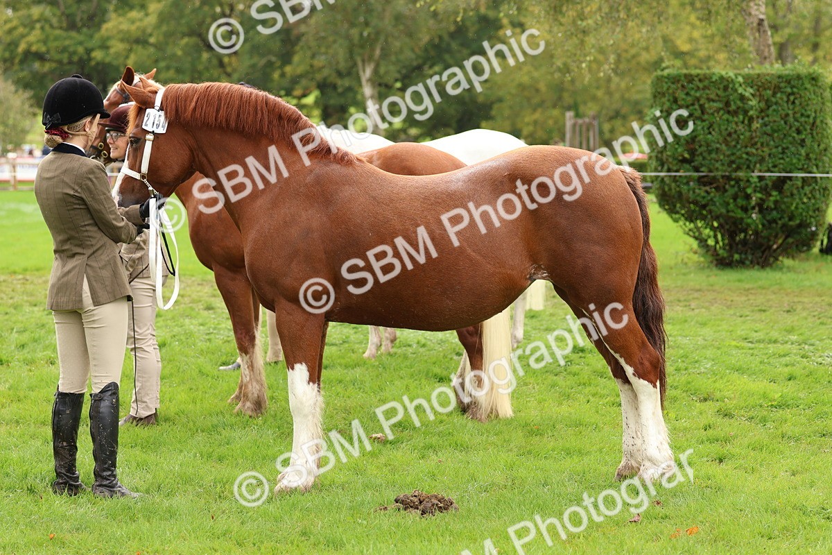SBM_39346 - S24 - Young Veteran In Hand