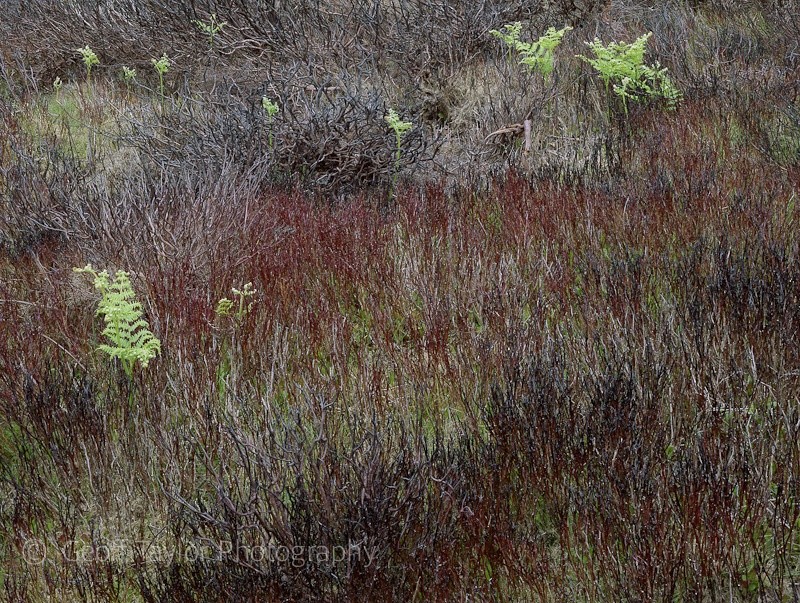 New Growth I - The Long Mynd