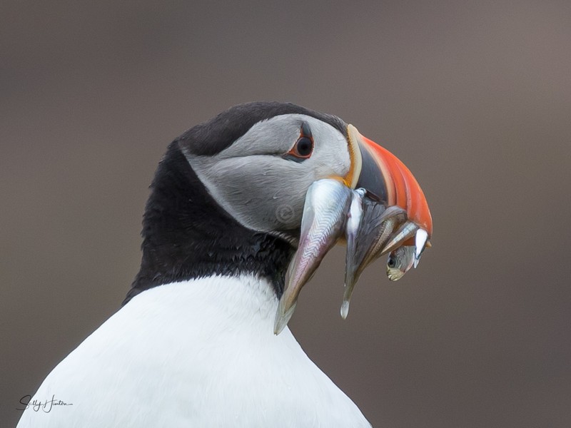 Puffen with Fish 3 - Puffins
