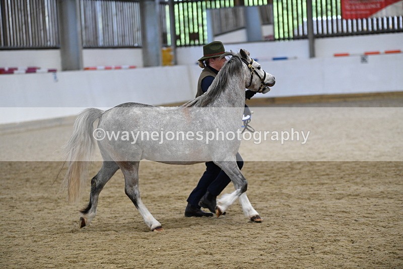 WJ5_5684 - Morning in hand Championship
