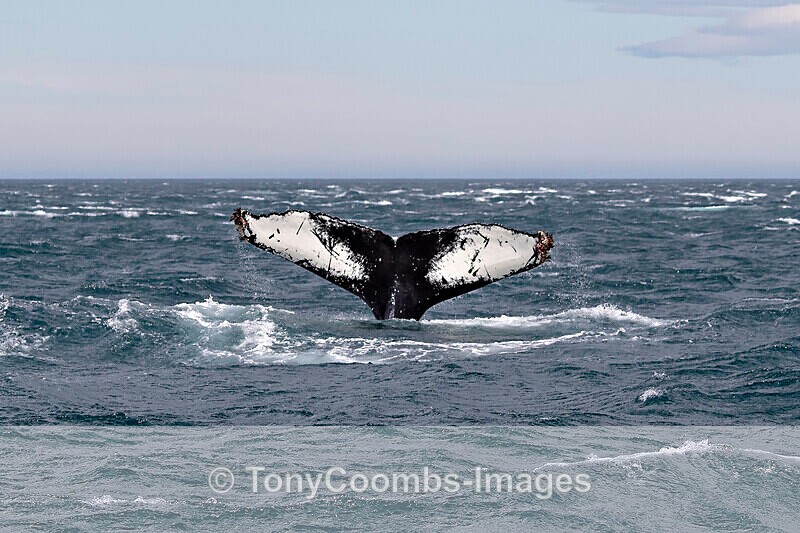 Humpback Whale  (tail fluke) - Iceland