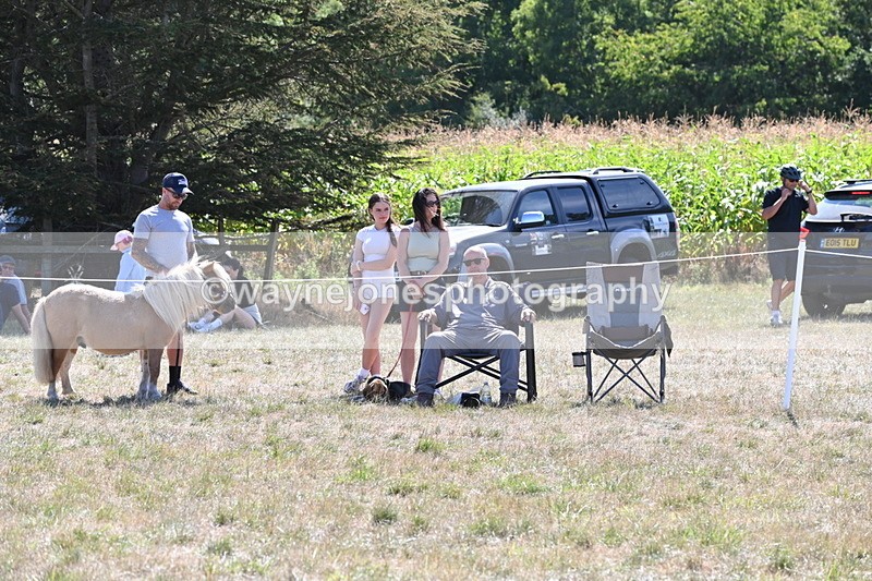 WJ6_8875 - Class 38 Ridden Riding Horse/Pony