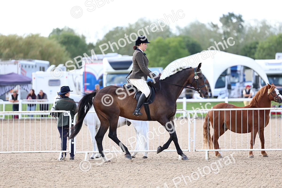 SBM_10838 - Class 305 - Ridden Foreign Breeds - Pure Bred