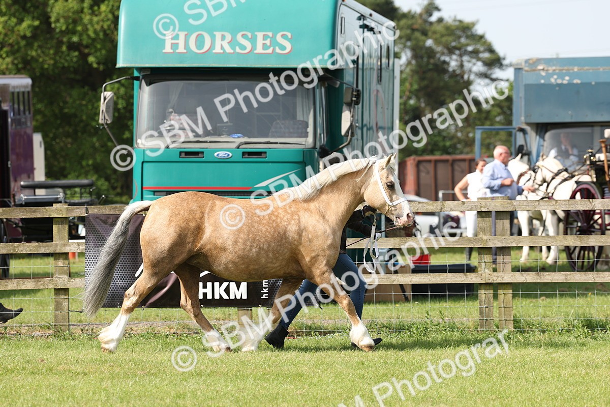 SBM_02054 - Class 6-13 - Mountatin and Moorland In Hand Welsh Breeds