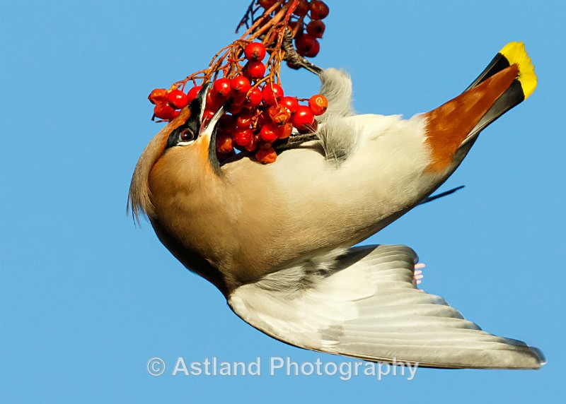 Astland Photography, Bird and Wildlife Images, Susan and Peter Wilson, U.K.