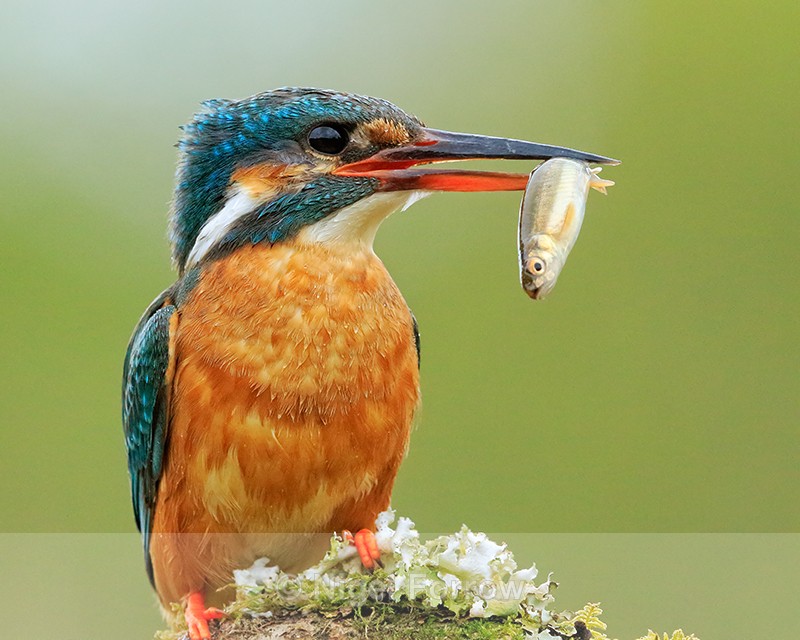 Kingfisher (female) perched with fish, Scotland - Kingfisher